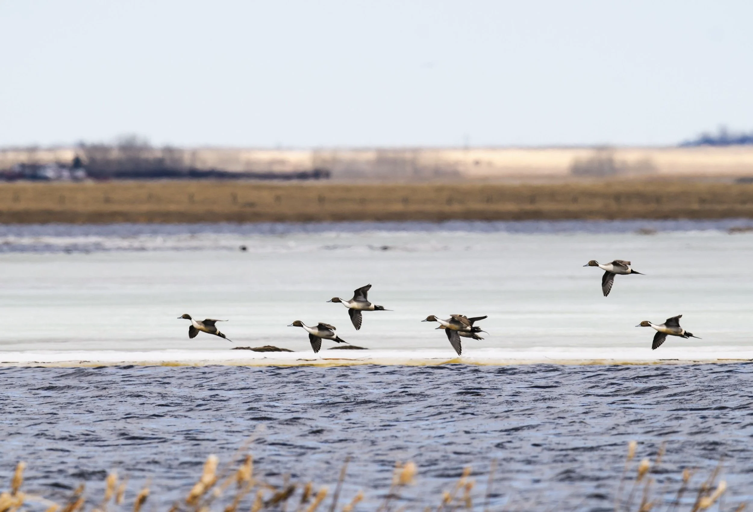 A group of ducks flying over a body of water with a background of open field and a distant farm or buildings.