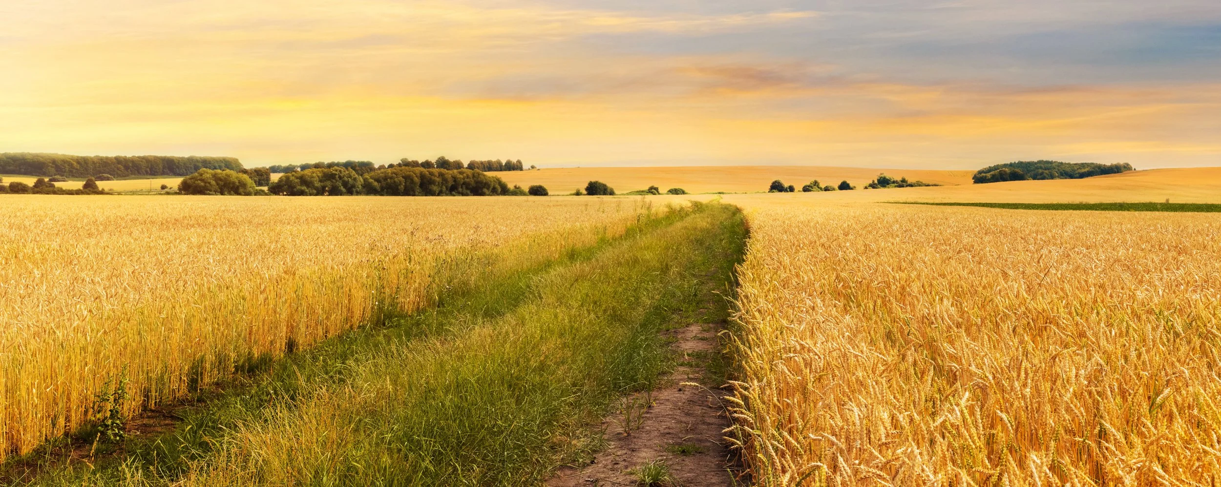 Golden wheat field on a sunny day with a dirt path running through the middle, green trees in the distance, and a partly cloudy sky.