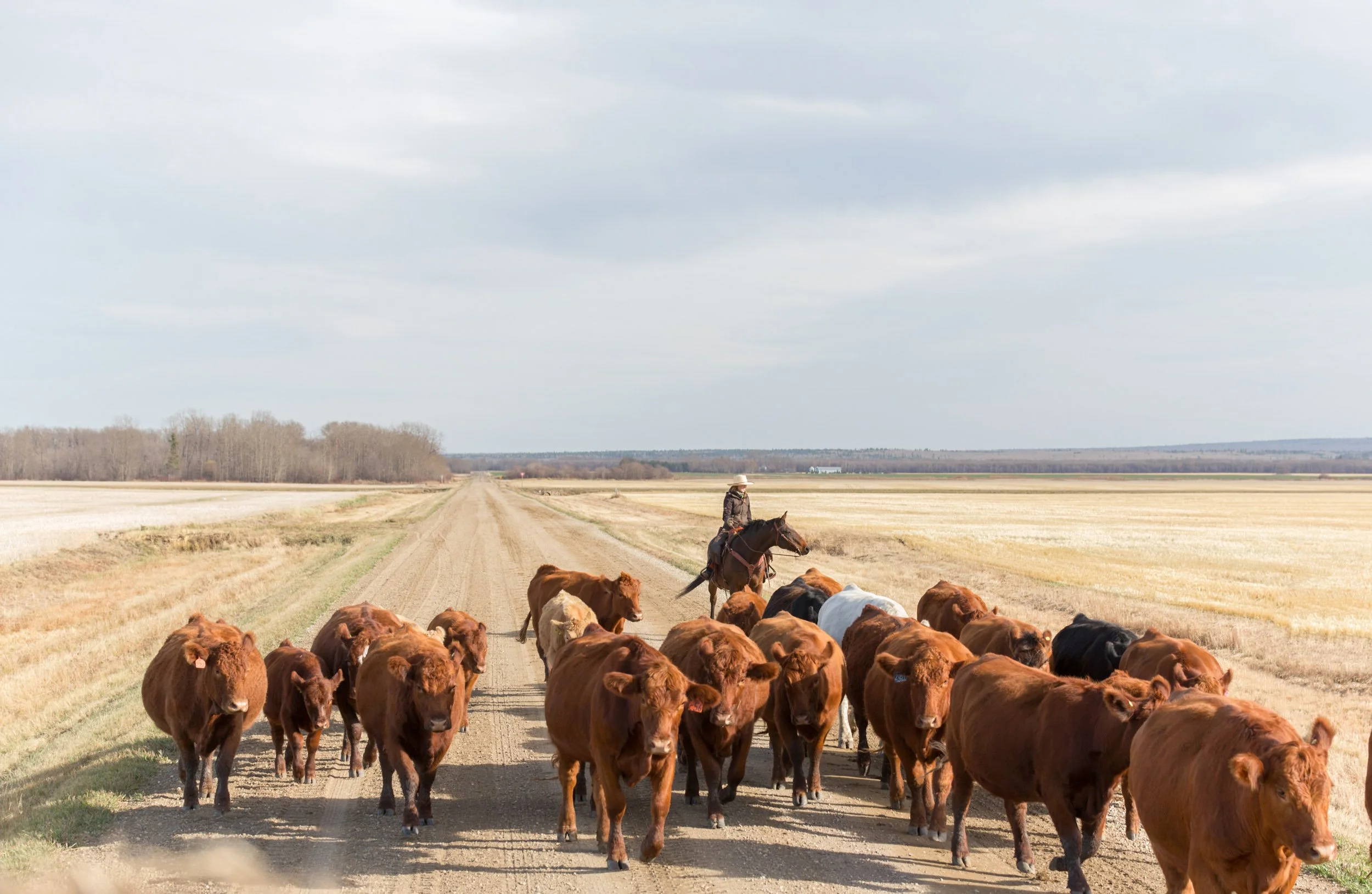 A cowboy on horseback herding a large group of brown cows down a dirt road in a rural landscape under a cloudy sky.
