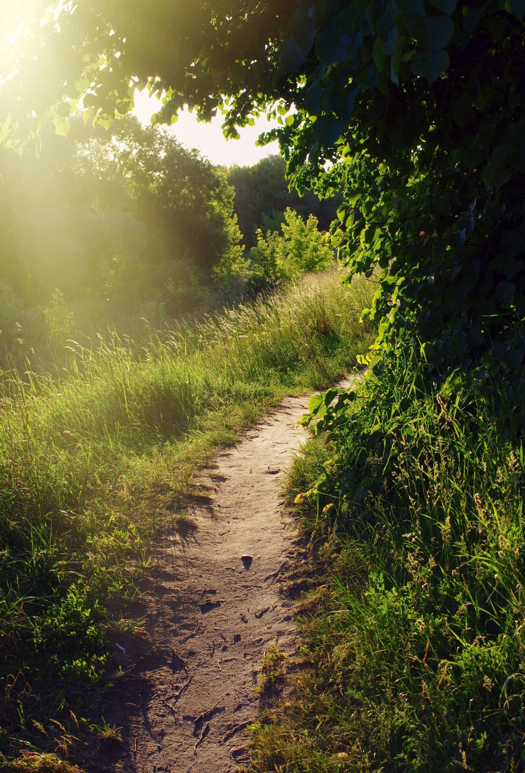 A dirt trail winding through a green, leafy area with tall grass and trees on both sides, sunlight streaming through the foliage.