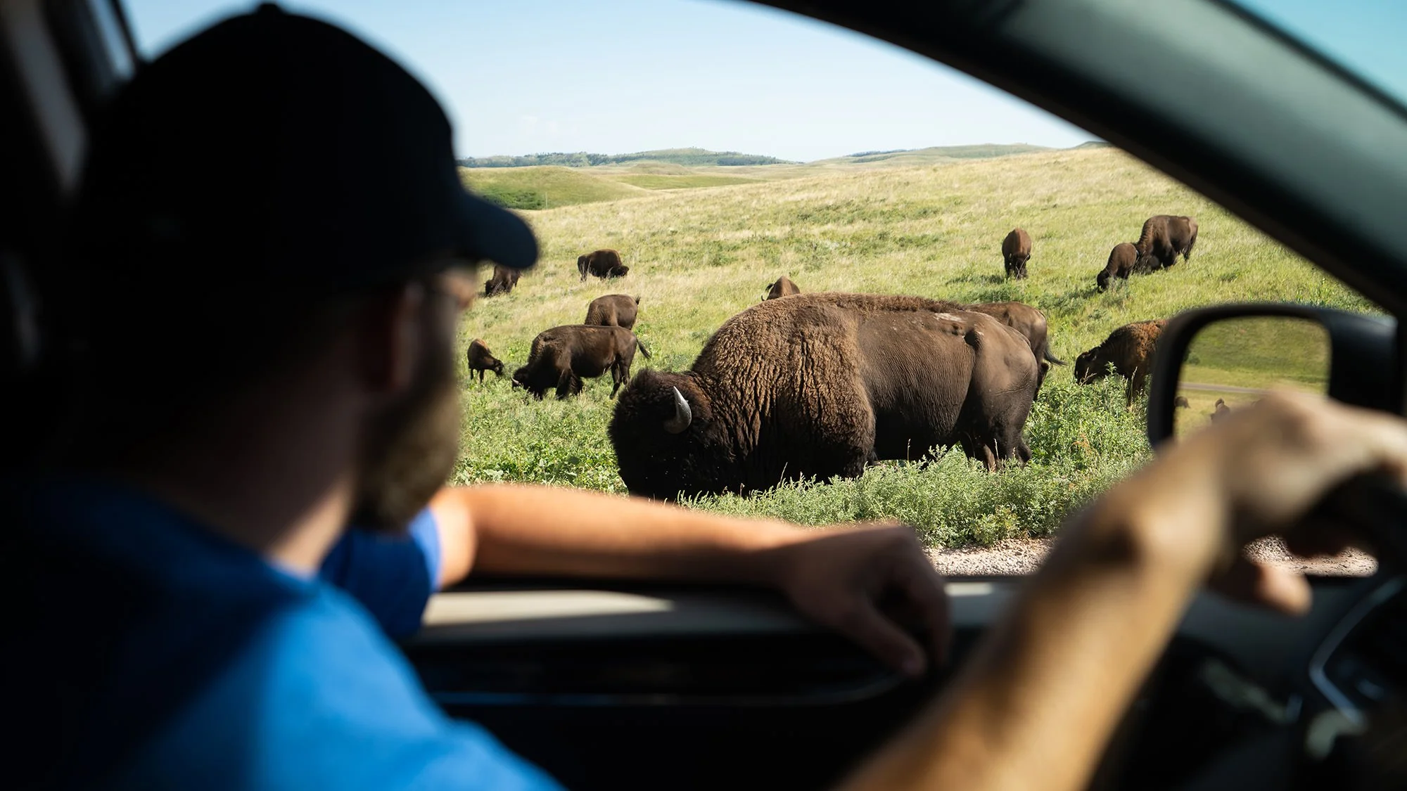 View from inside a vehicle showing a person with glasses and a cap, driving through a grassy field with bison grazing in the distance under a clear sky.