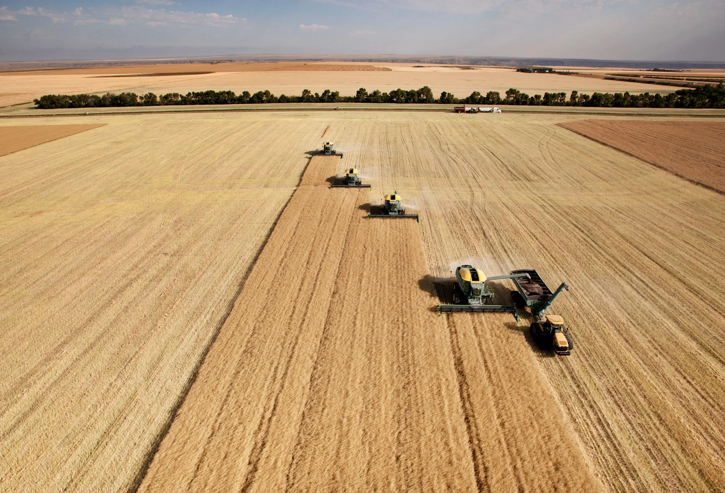 Aerial view of a wheat field being harvested by multiple combine harvesters, with trucks waiting on the side of the field and a line of trees in the background.