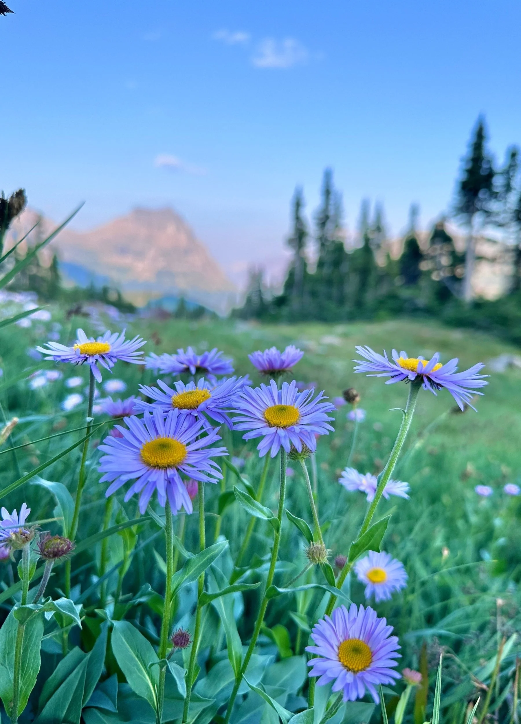 Purple wildflowers with yellow centers growing in a grassy field with tall trees and mountains in the background under a blue sky.