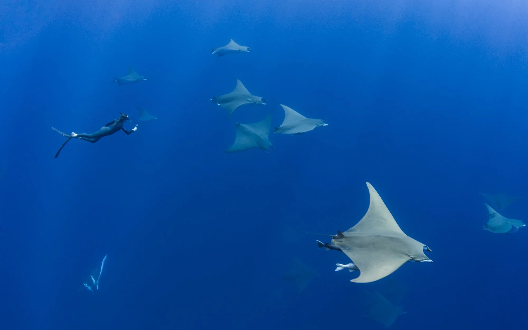 Freediving with mobulas