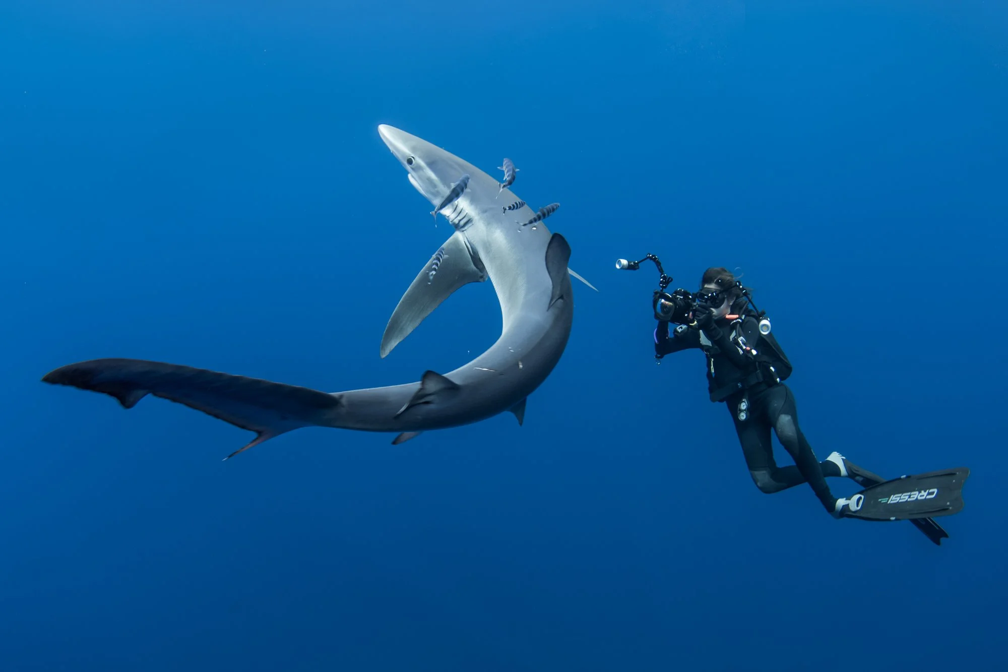 Blue sharks