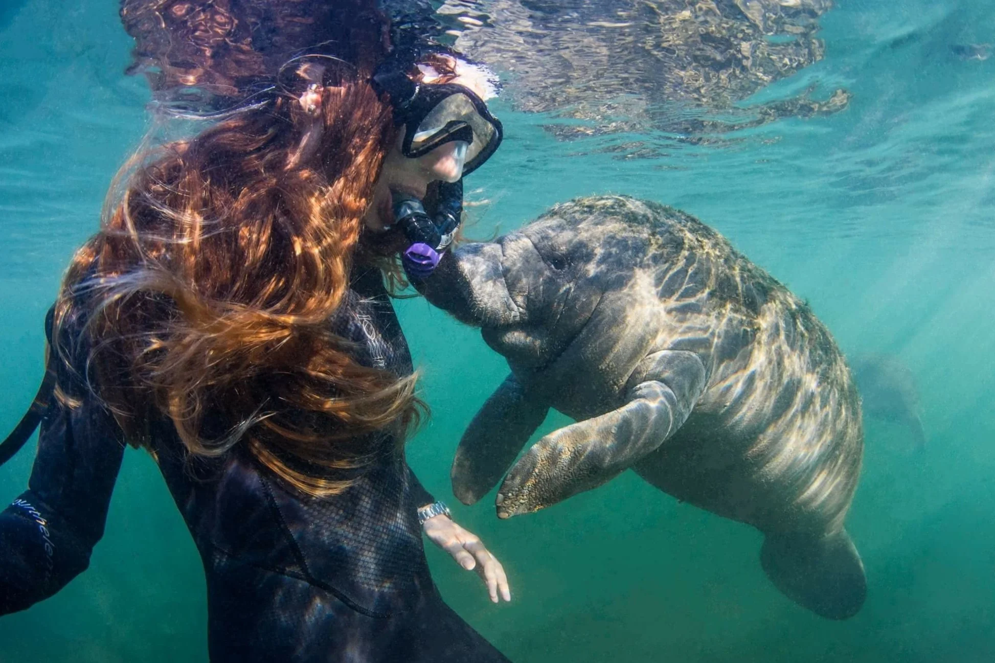 Manatees