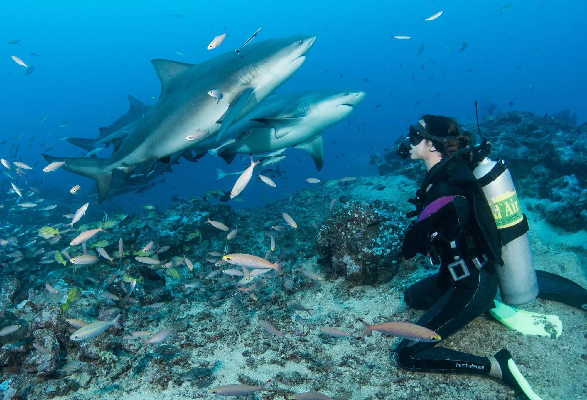 Bull sharks