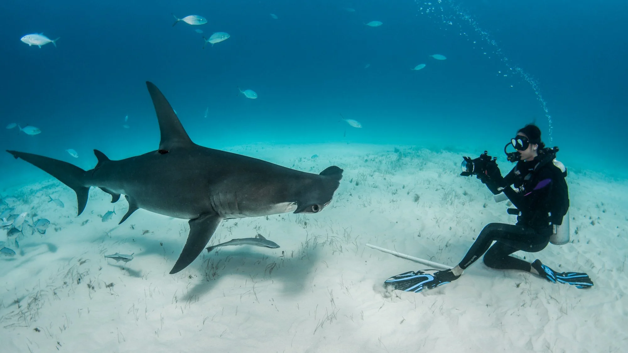 Great hammerheads