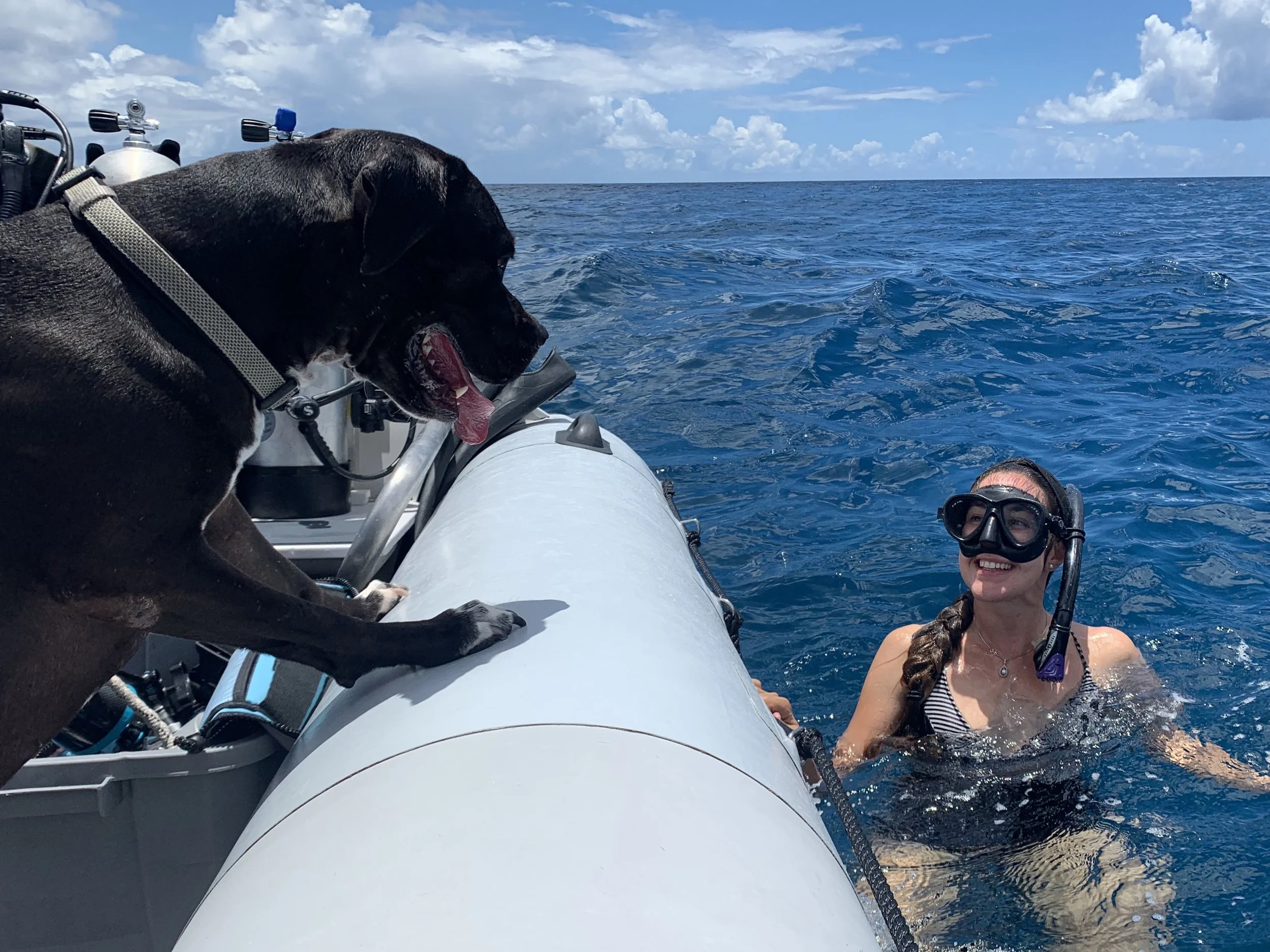 Doggie lost at sea!