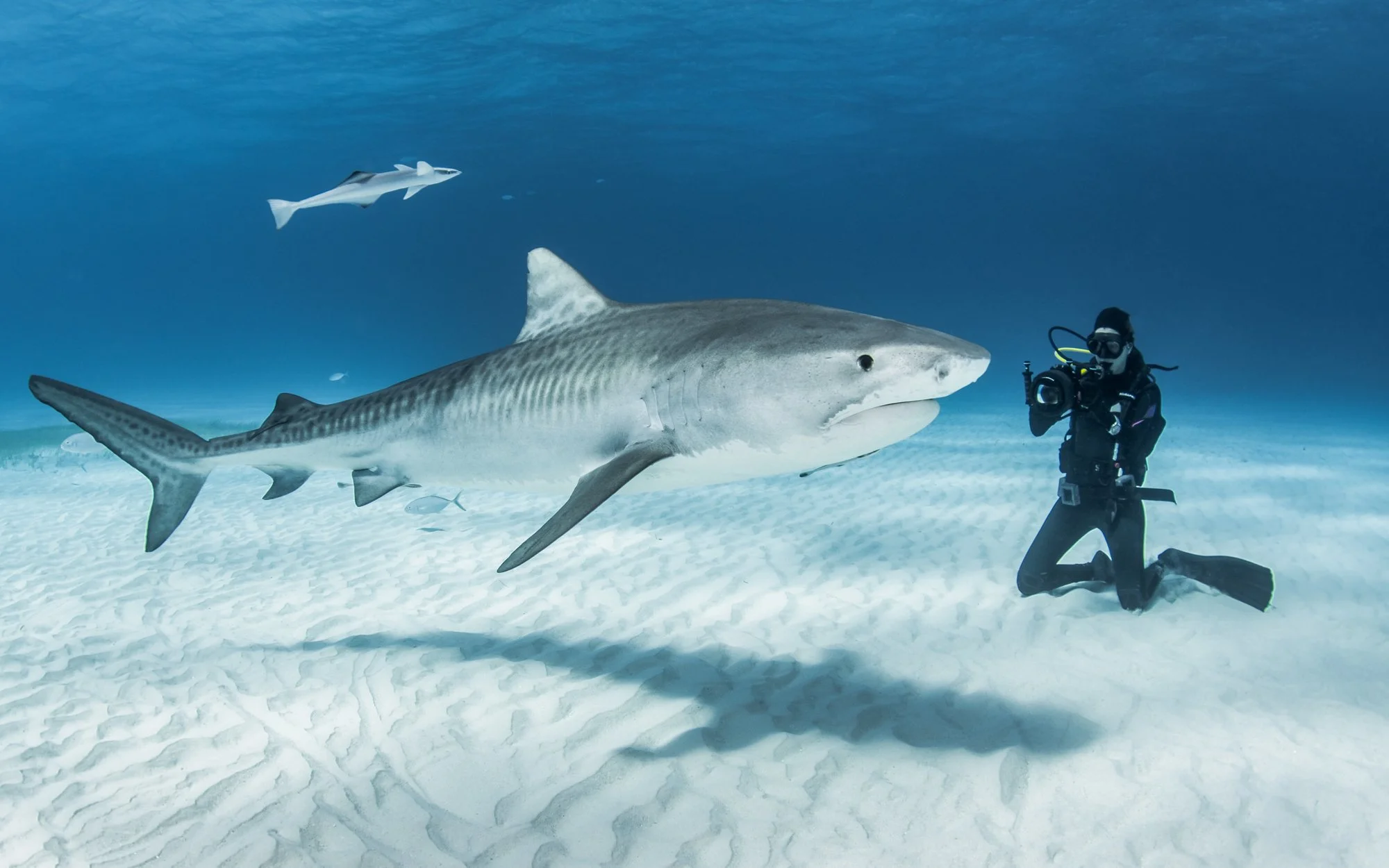 Tiger sharks