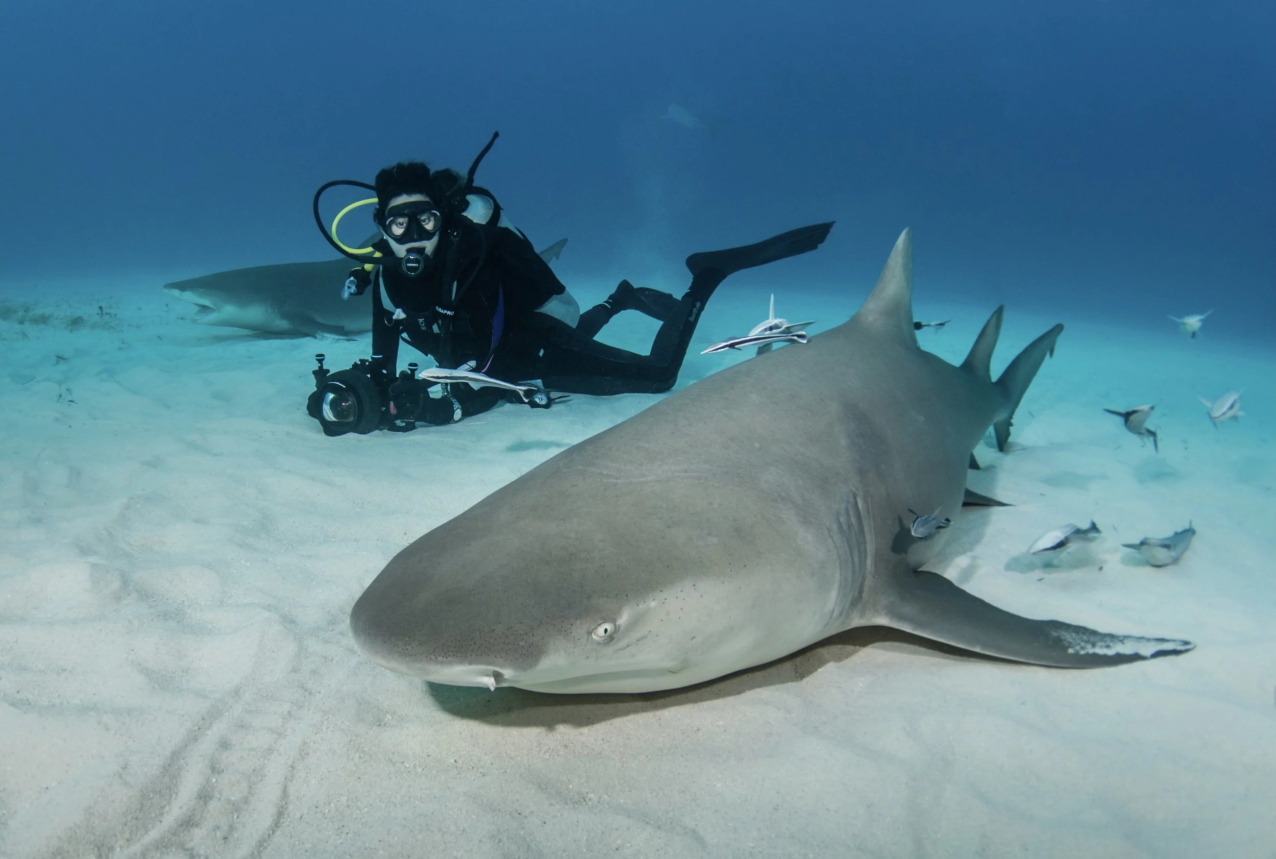 Lemon sharks