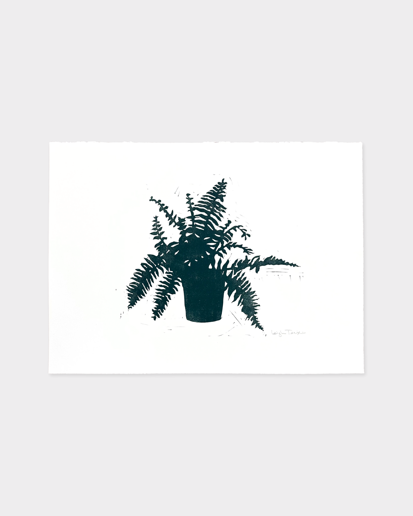 Fern