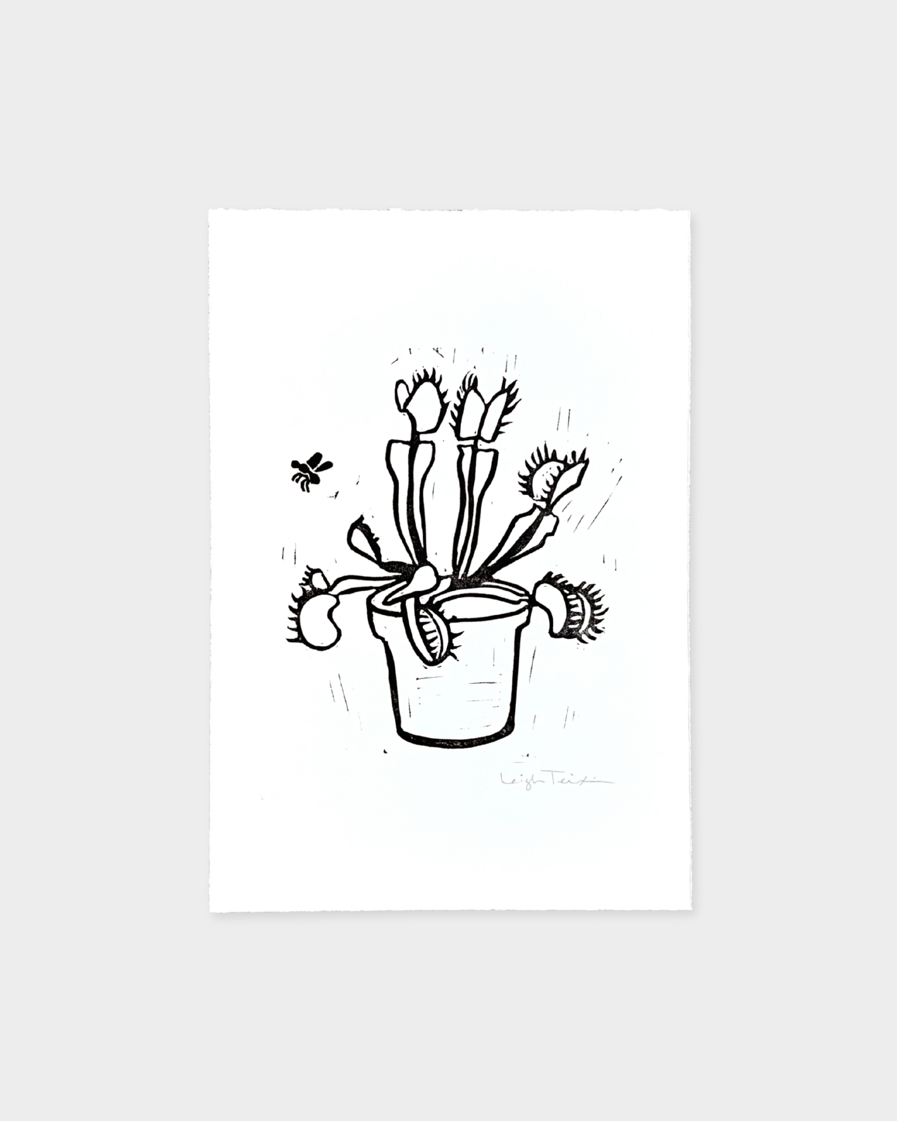 Venus Flytrap