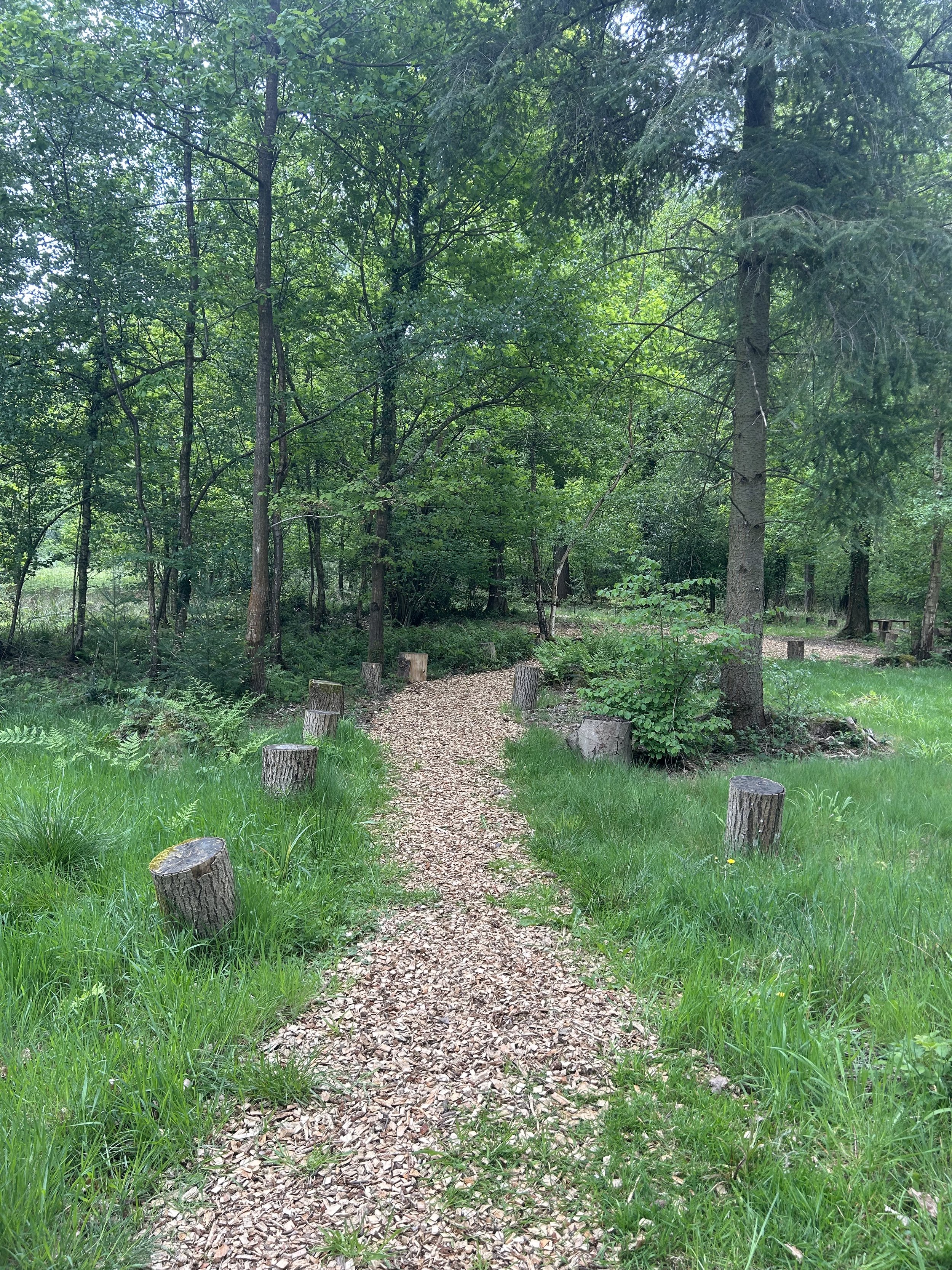 A dirt and gravel walking path in a dense green forest, surrounded by tall trees and grass, with tree stumps along the sides.