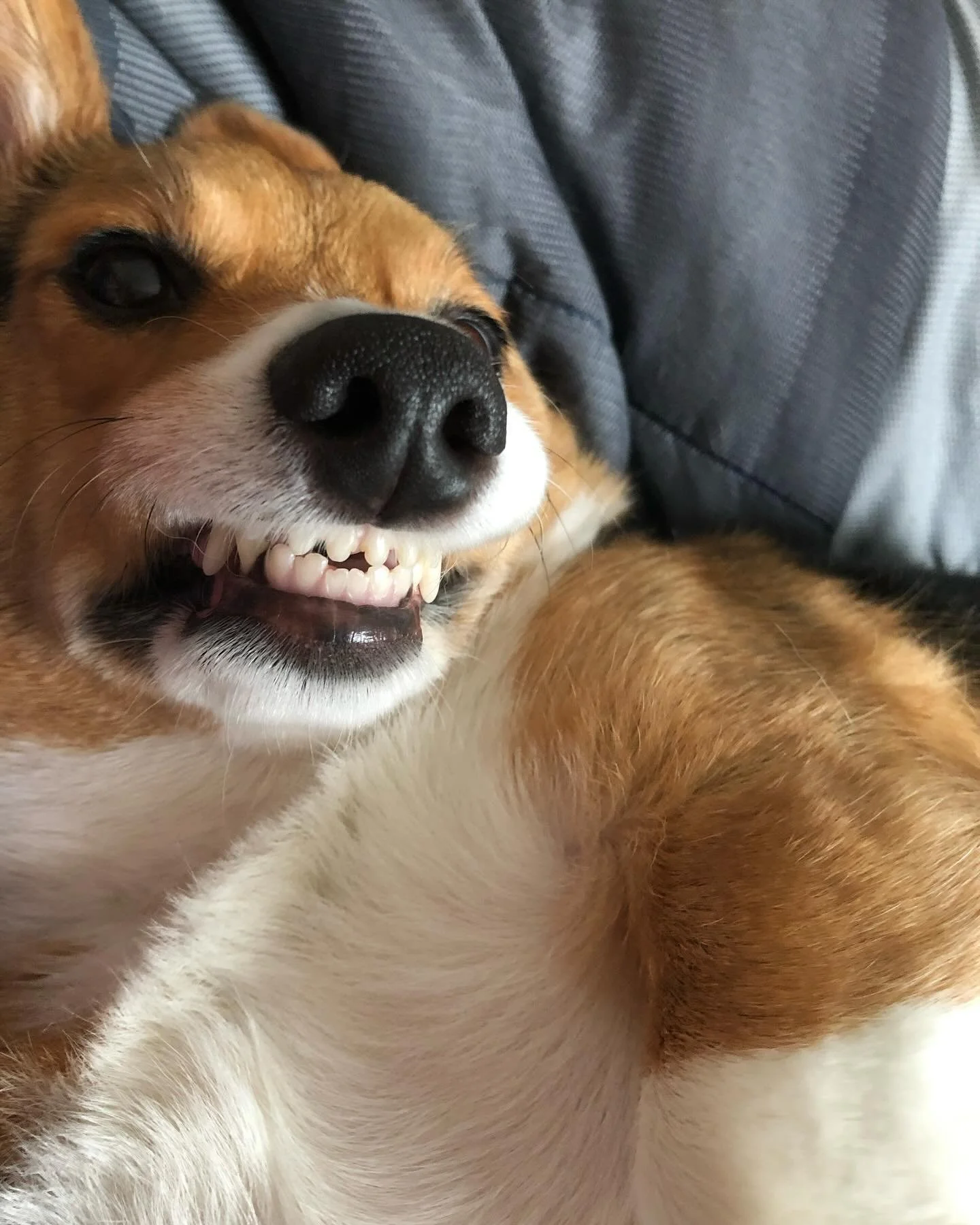 Me in all my family photos.

#corgi #dogmom #comedy #sliceoflife #funny