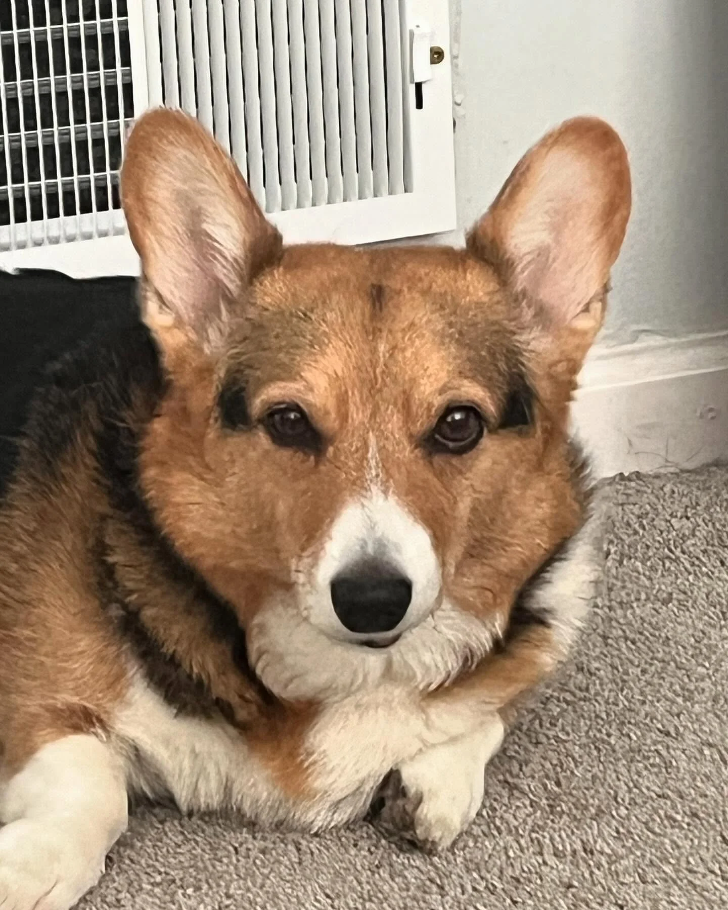 When you tell her she can&rsquo;t have anymore treats.

#corgi #dogmom #comedy #sliceoflife #cincinnatiohio