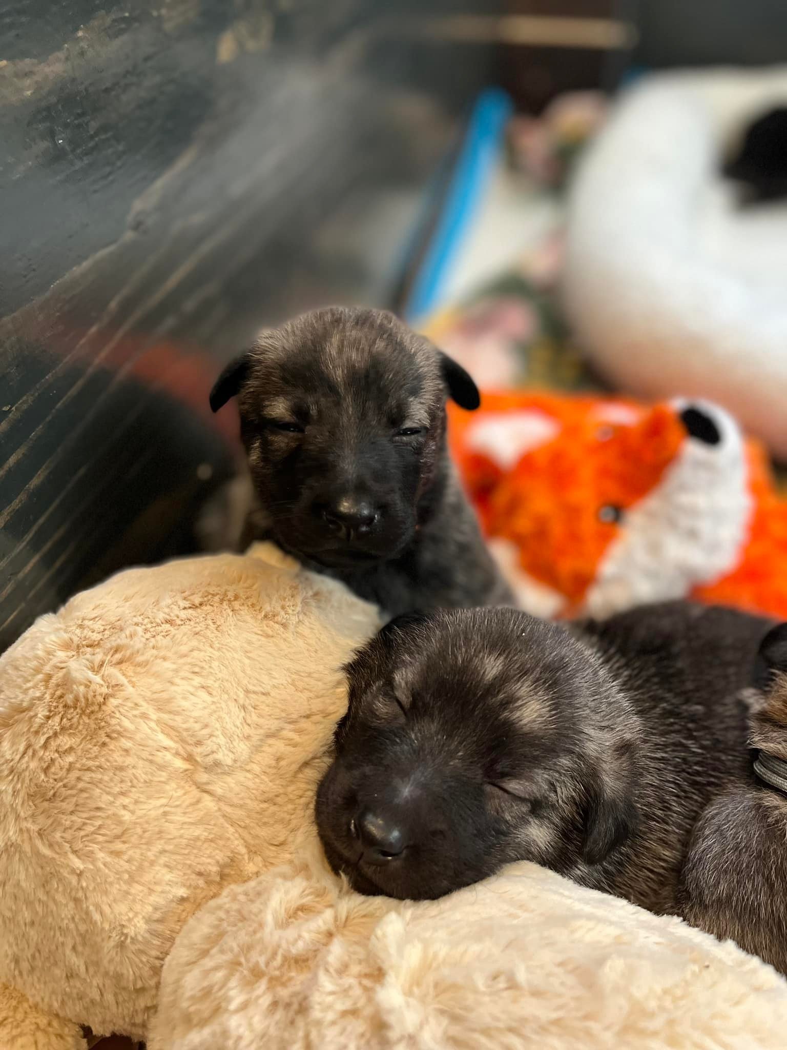 Blue_rose_3weeks.jpg