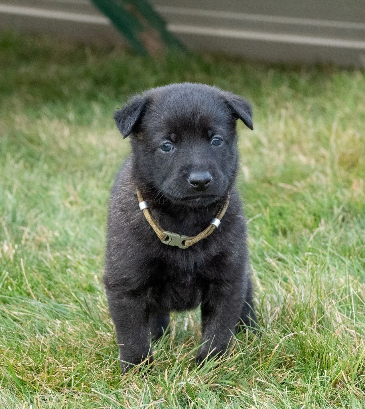 Olive Collar Male - 4 weeks