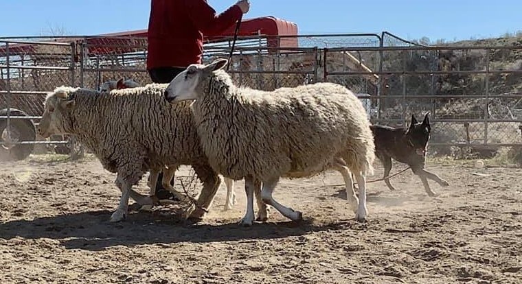 Puca_herding1 - Copy.jpg