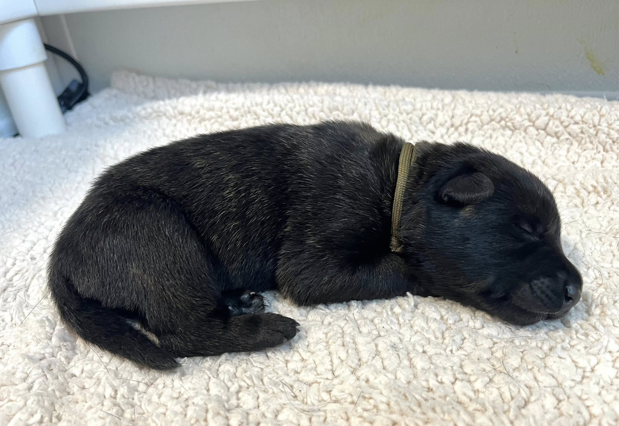 Olive Collar Male - 1 week