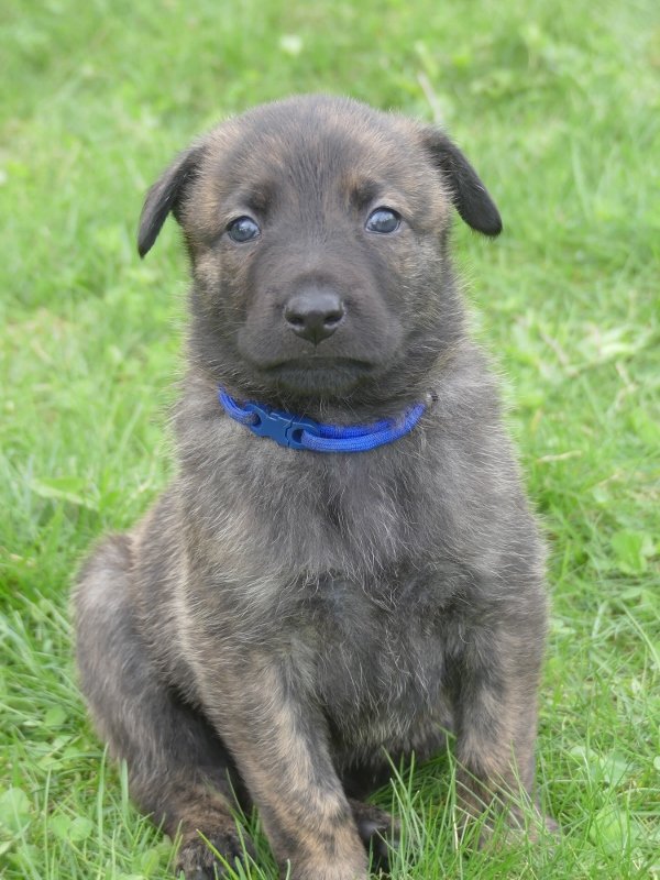 Blue_31days3 (600x800).jpg