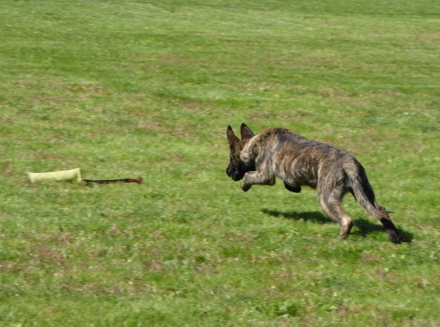Juggernaut - 13 weeks.jpg