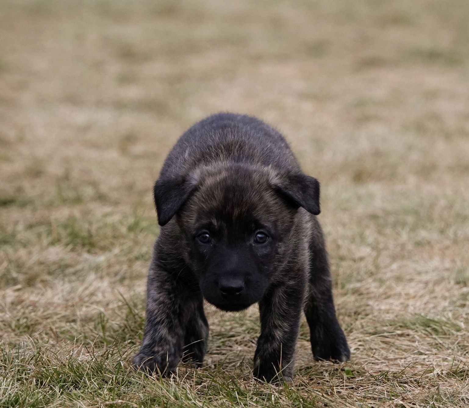 Green_5weeks3_sm.jpg