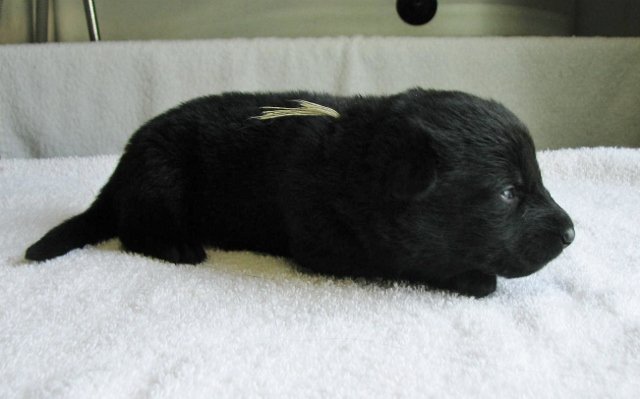 Yellow_2weeks+(640x399).jpg