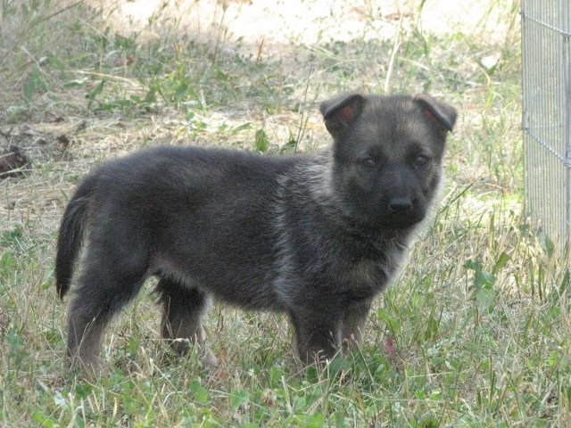 Eula_5weeks2+(640x480).jpg