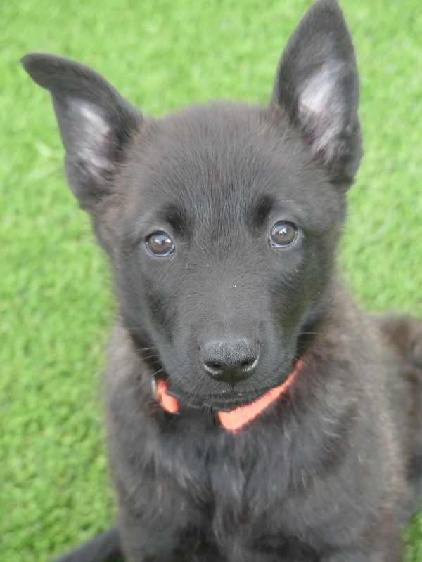 Orange_8weeks (600x800).jpg