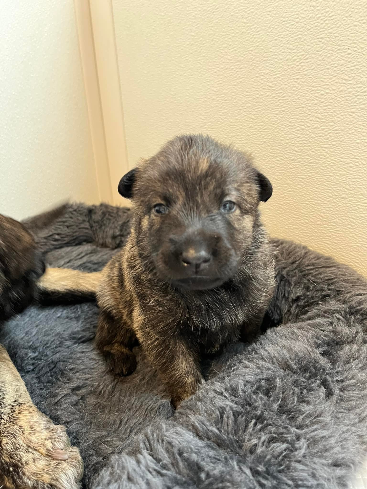 Turquoise_2weeks2.jpg