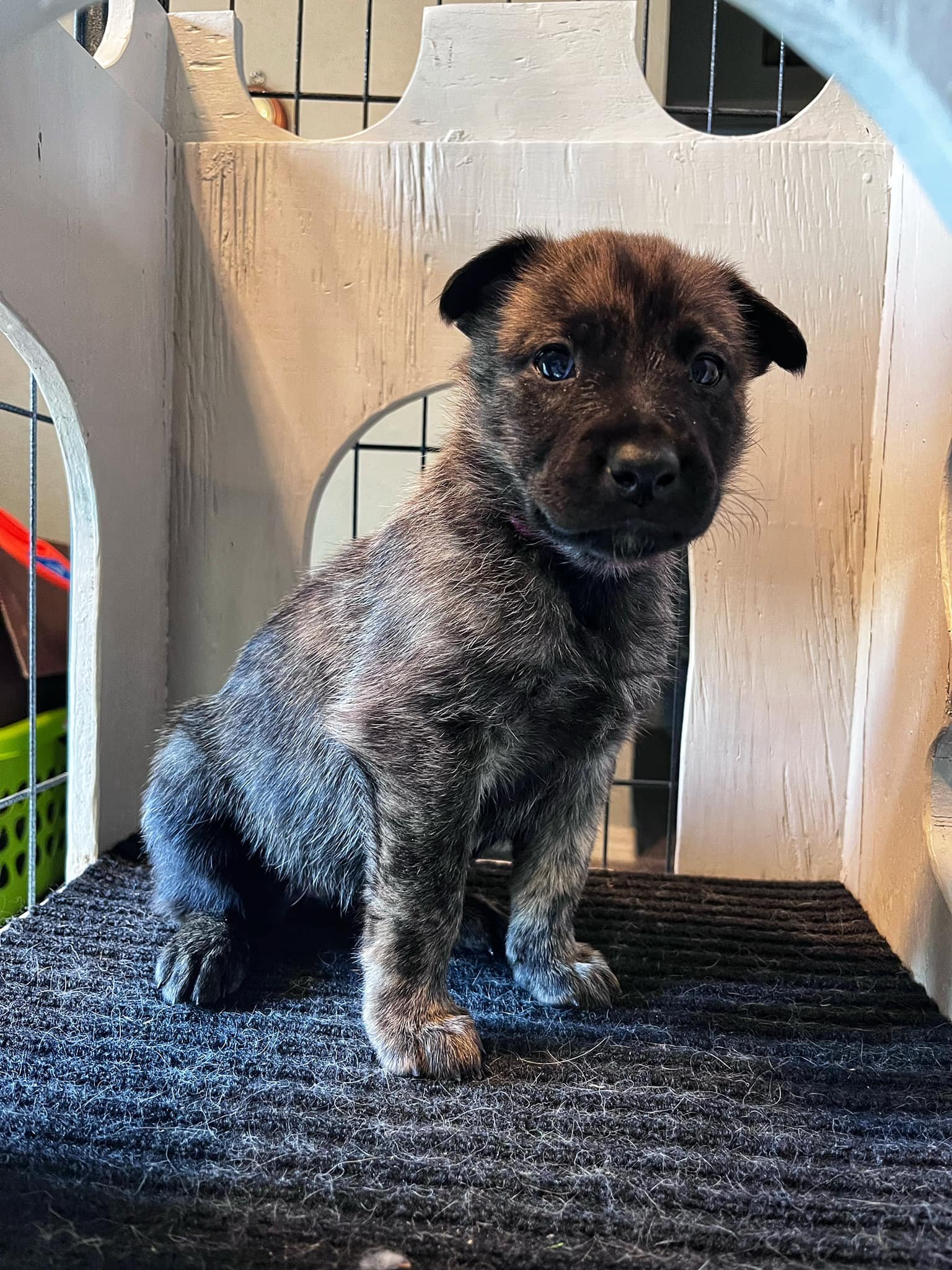 Rose_4weeks2.jpg