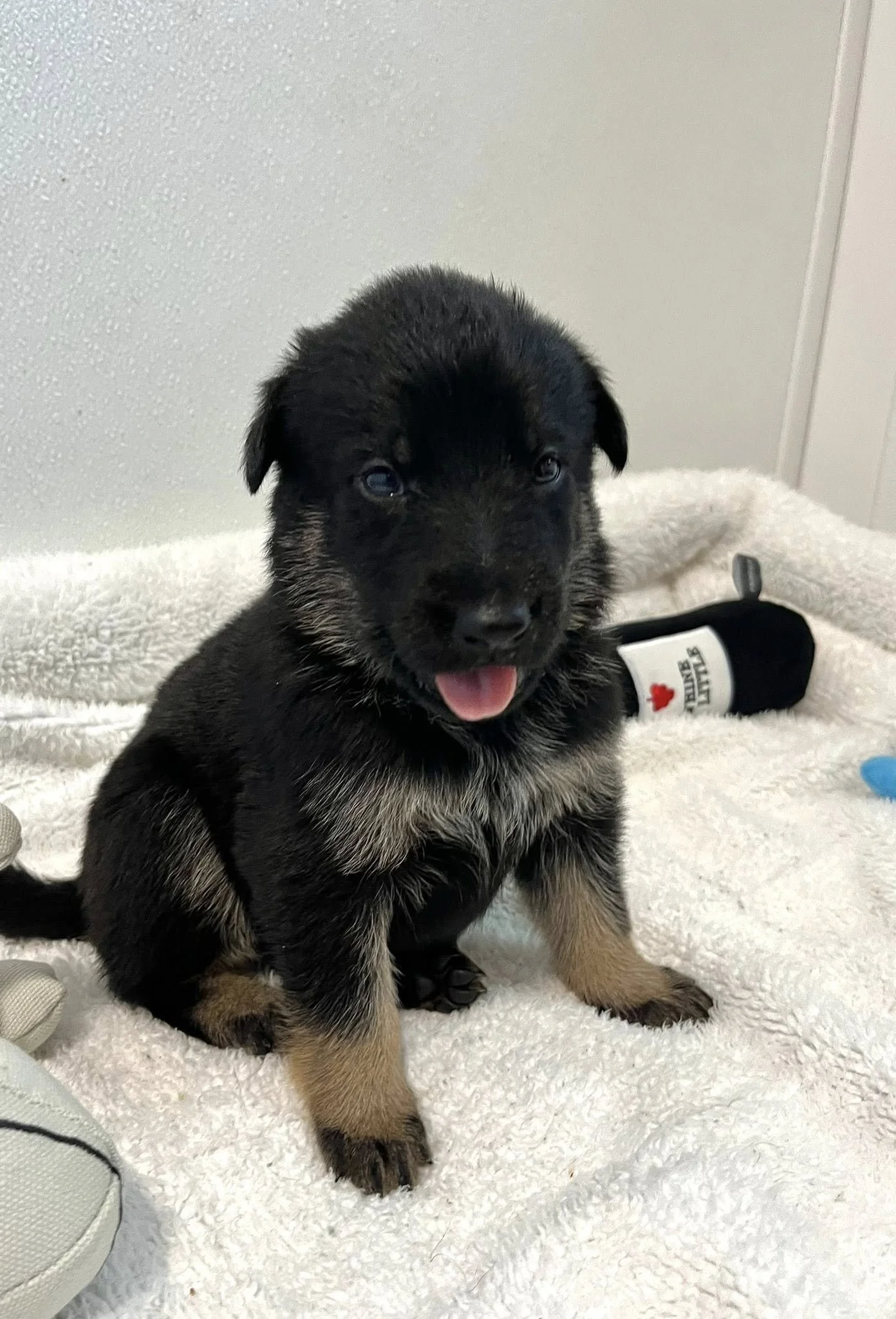Red collar Male