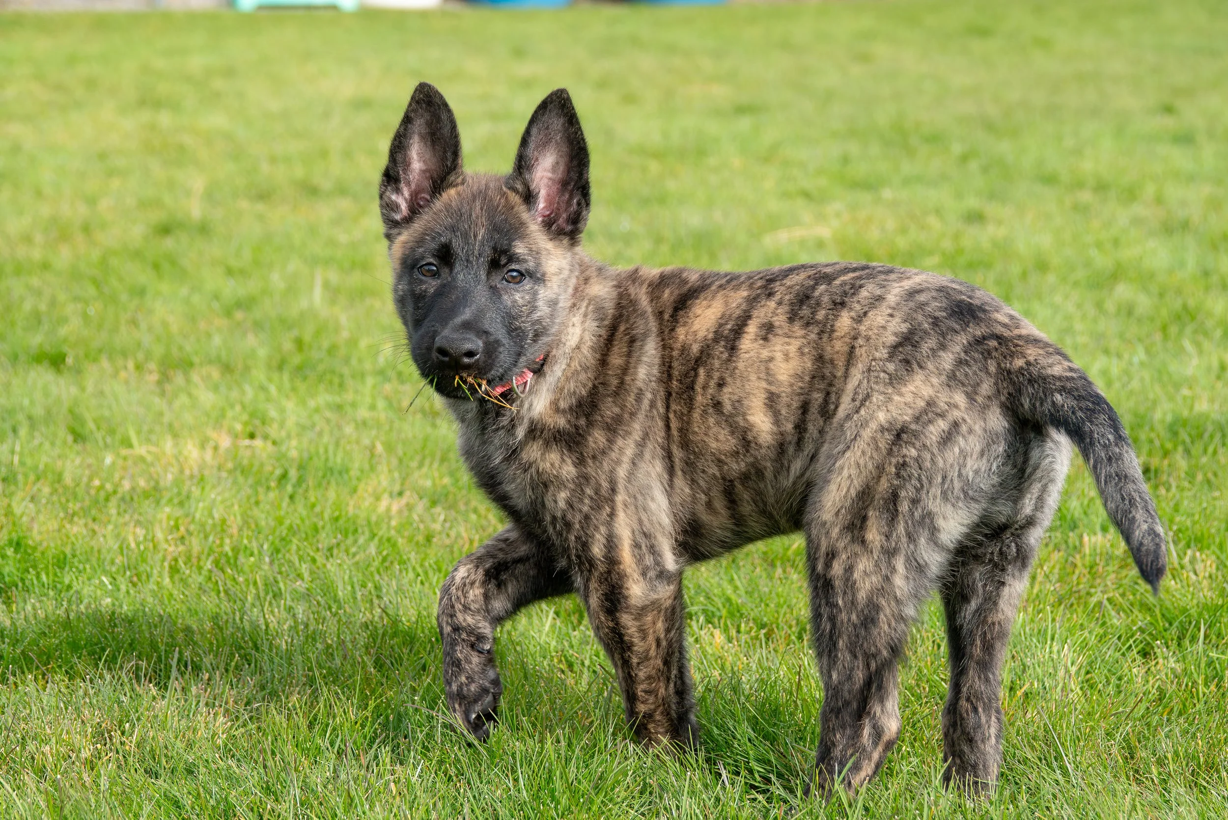 Tora_10weeks4.jpg