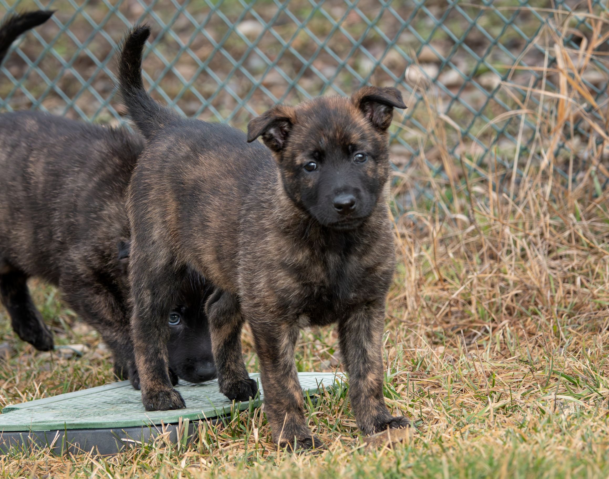 Scarlet collar female - 6 weeks 