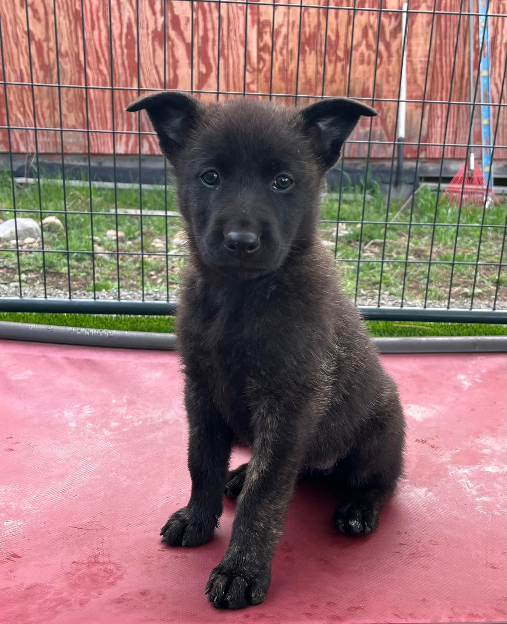 Pink_8weeks.jpg