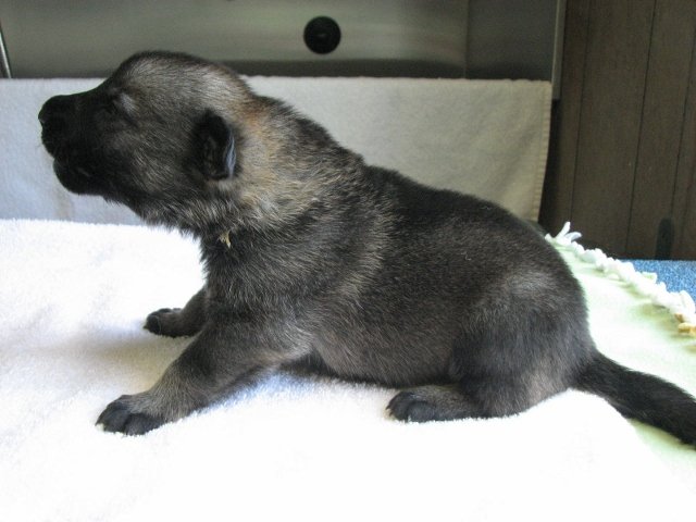 White_2weeks+(640x480).jpg