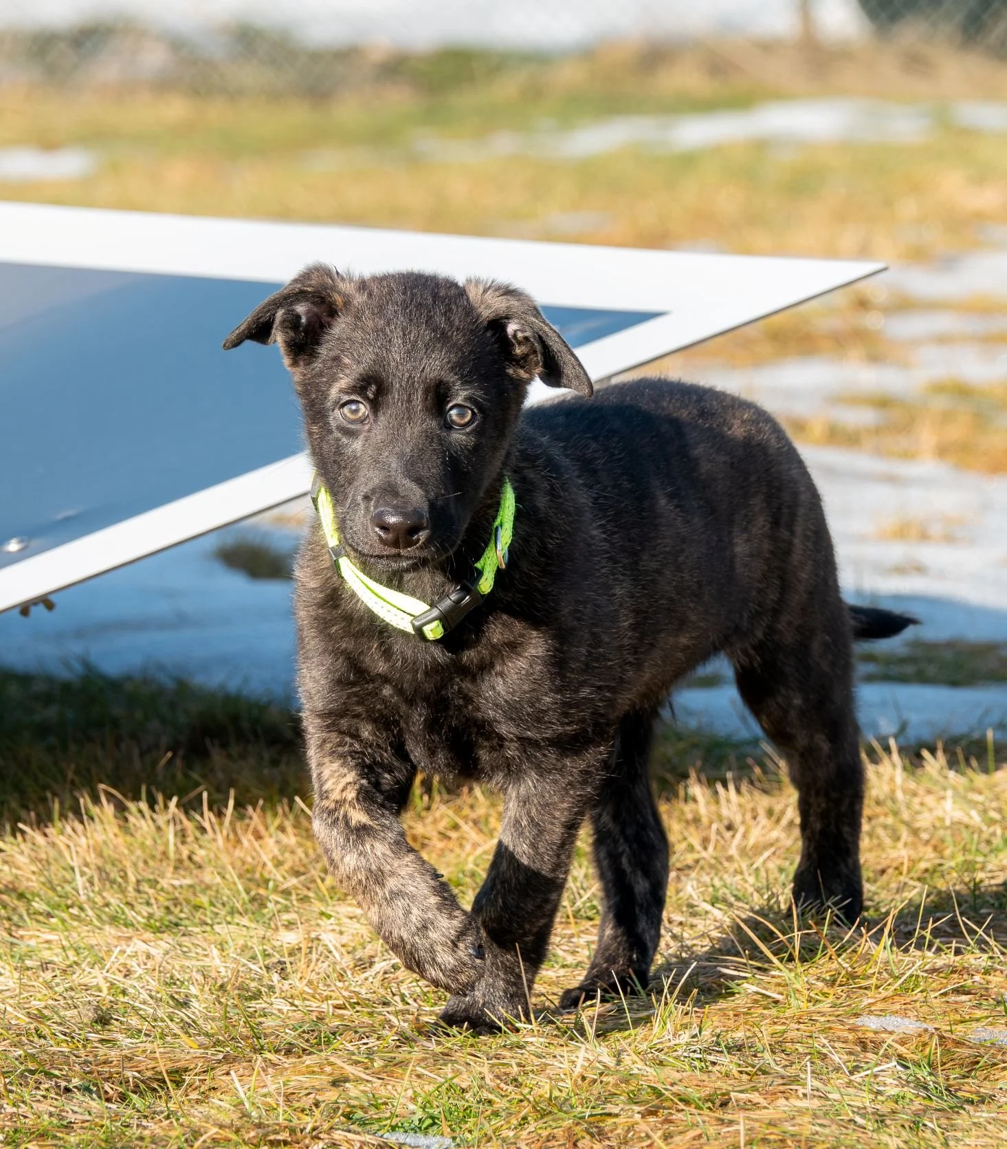Sage - Psyop (Rook) - 8 weeks