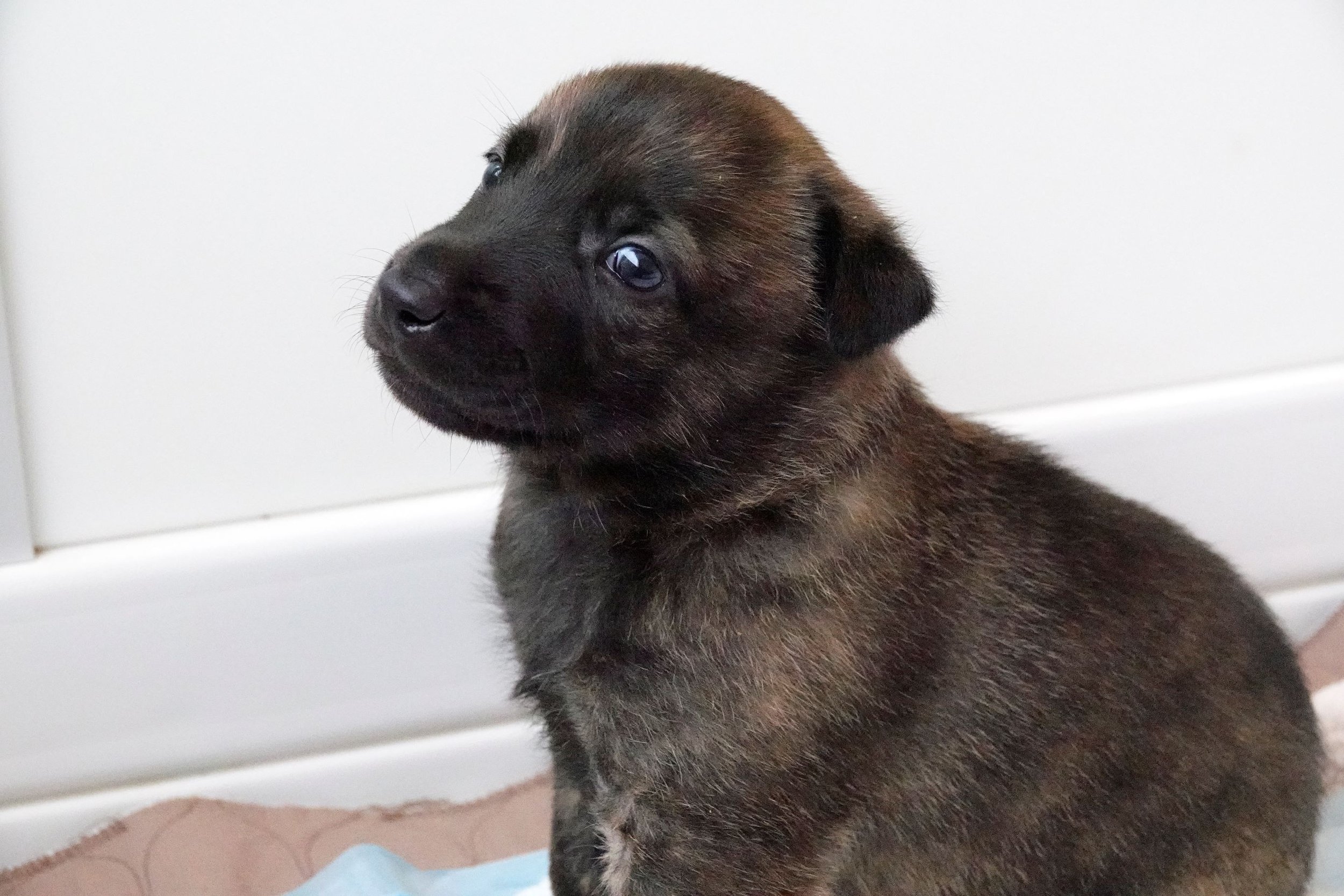 Blue_26days1_sm.jpg