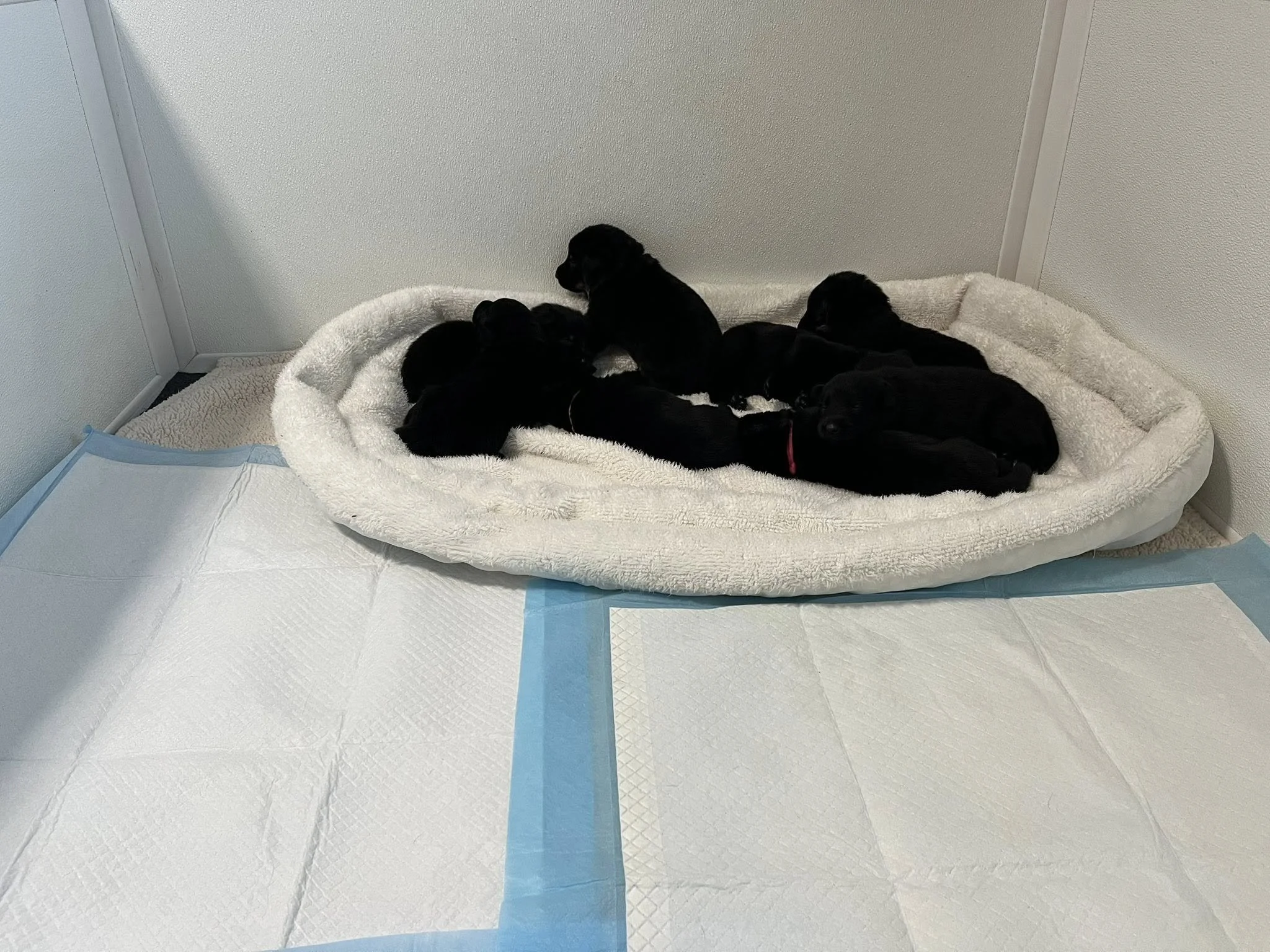 Potty Training Begins!