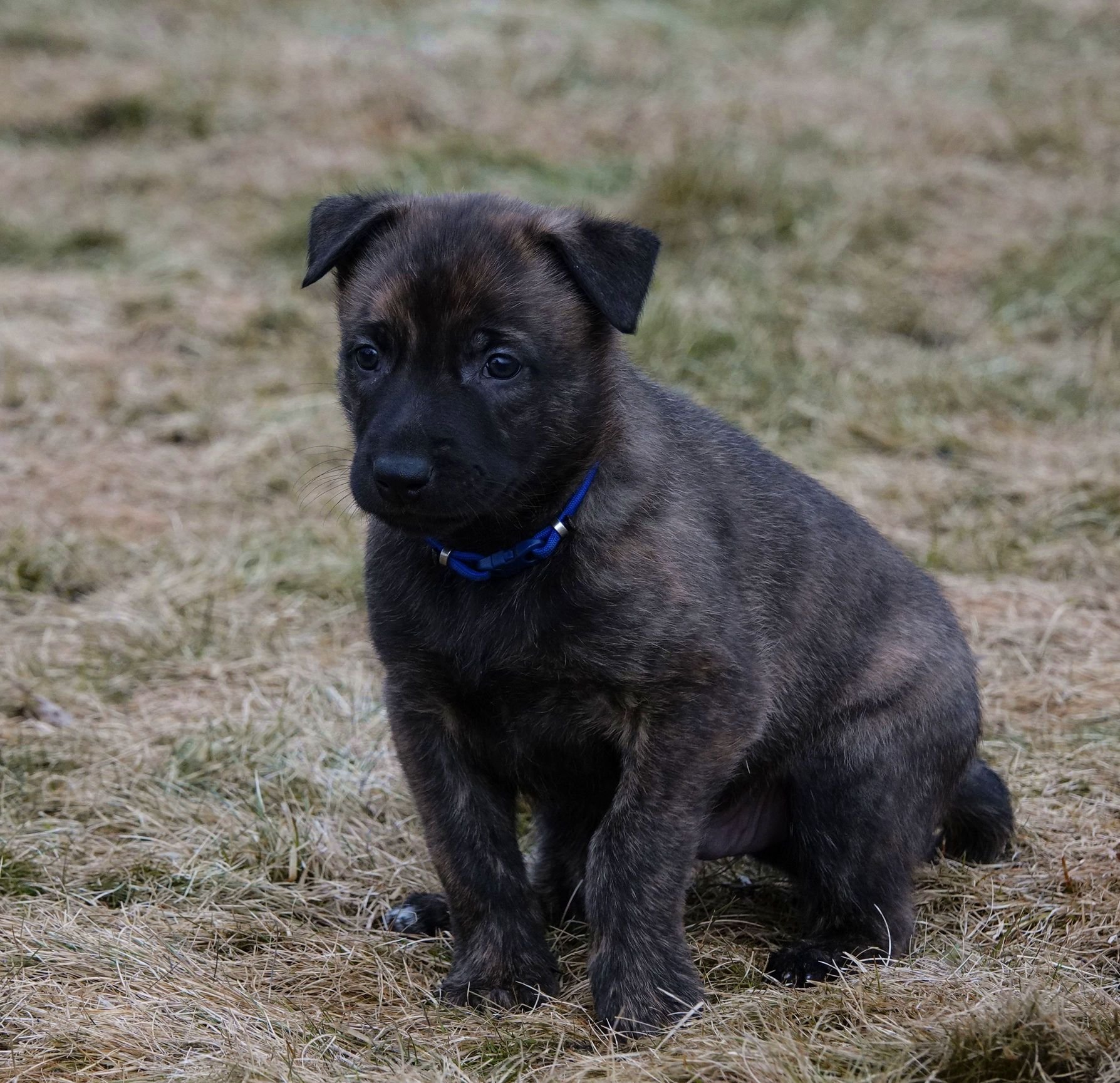 Blue_5weeks1_sm.jpg