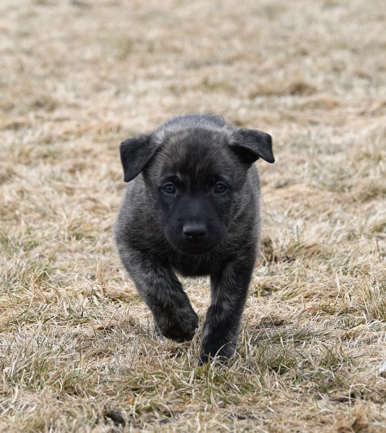 Green_5weeks4_sm.jpg