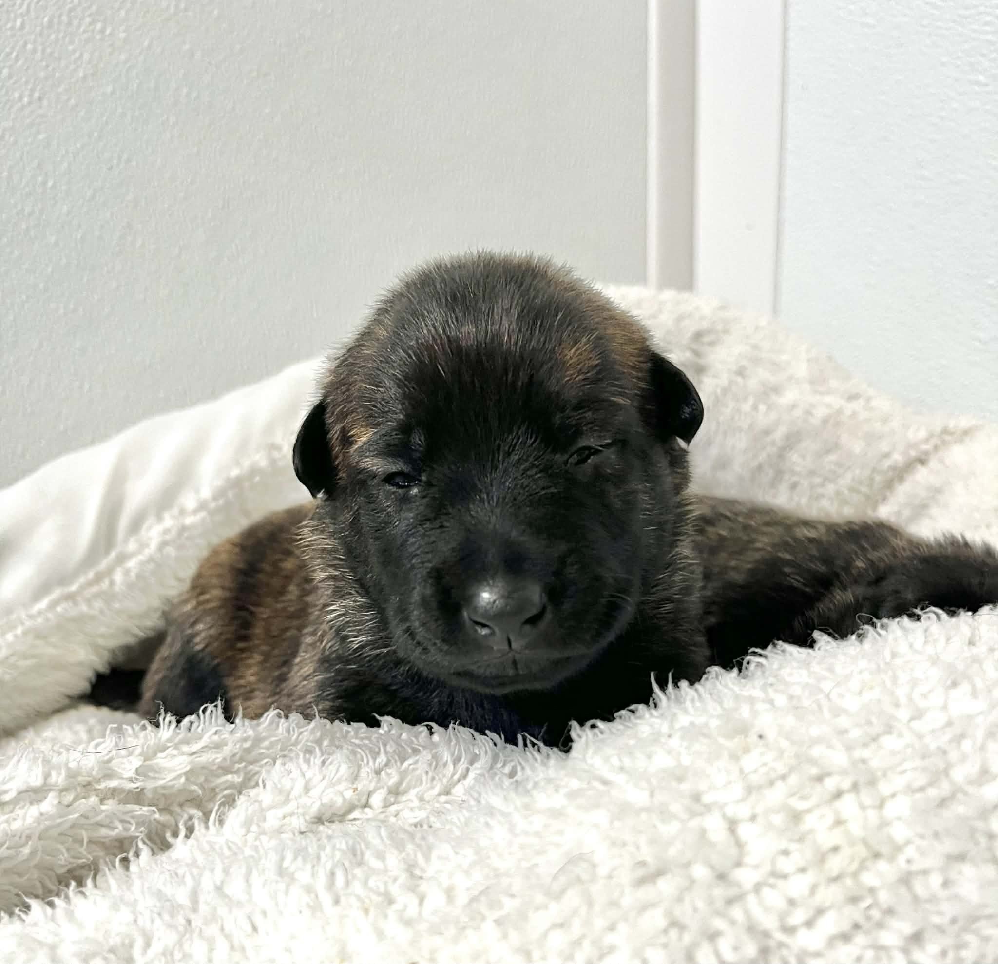 Scarlet Collar Female - 2 weeks