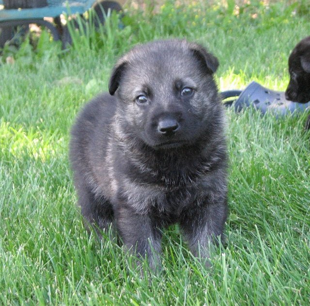 Brown_4weeks+(640x630).jpg