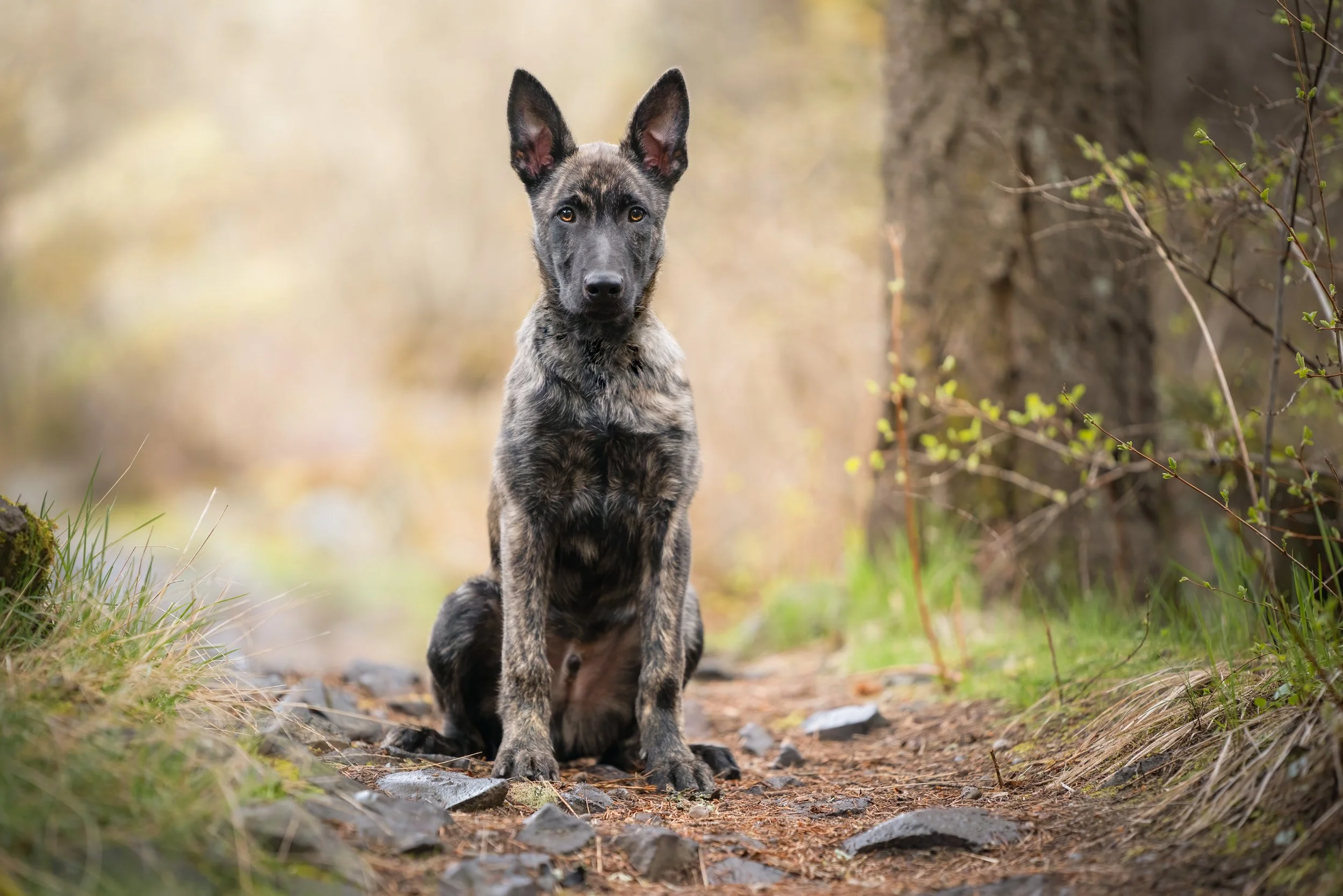 Coat Color Geneticsin the Dutch Shepherd | Explore Genetics Today ...