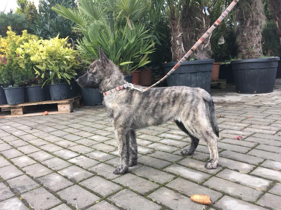 Brindle dog on a leash standing on a paved surface, surrounded by potted plants and trees.