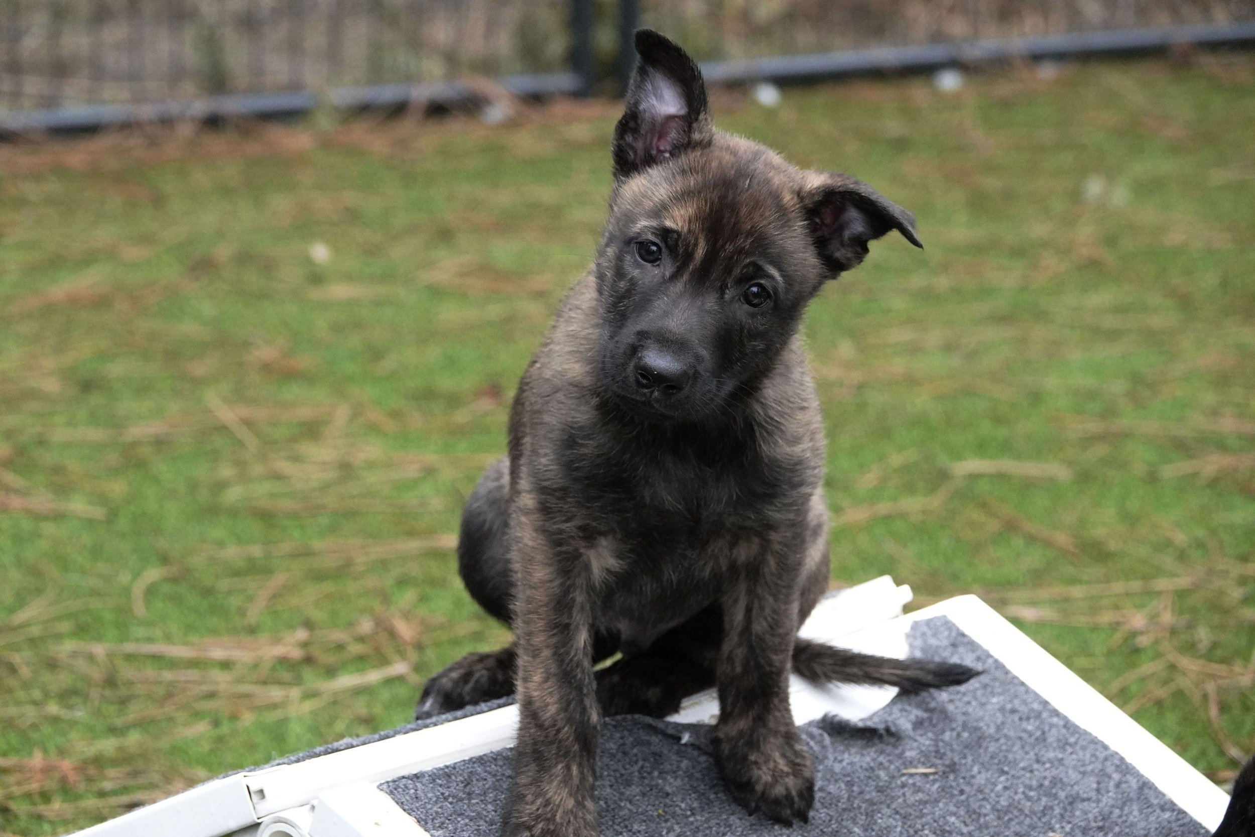 Blue_7weeks1_sm.jpg