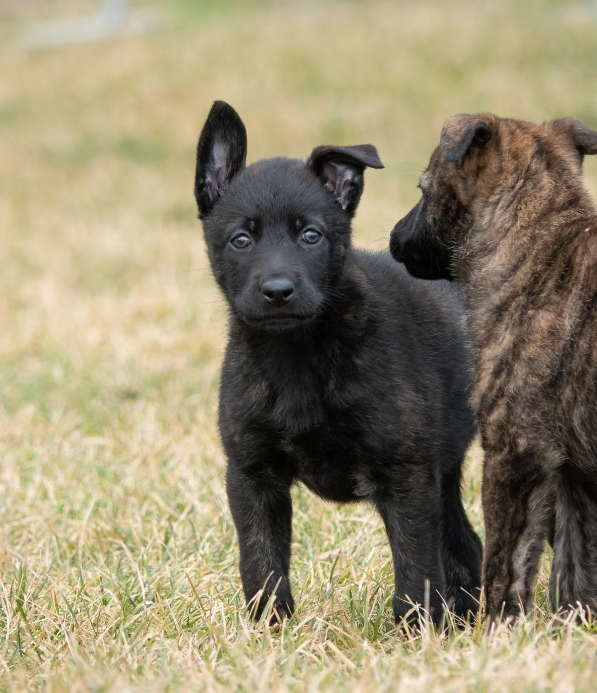 Pink collar female - 6 weeks