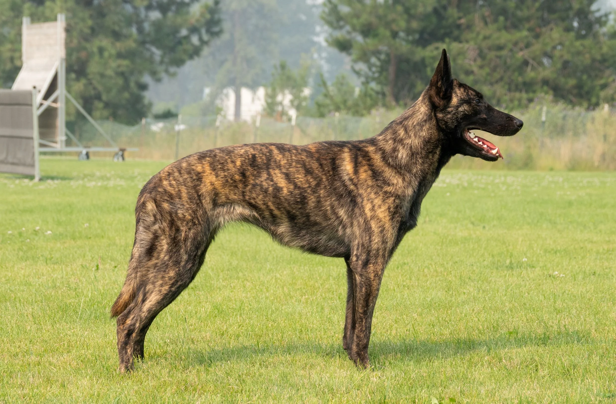 Tora 11 months1.jpg
