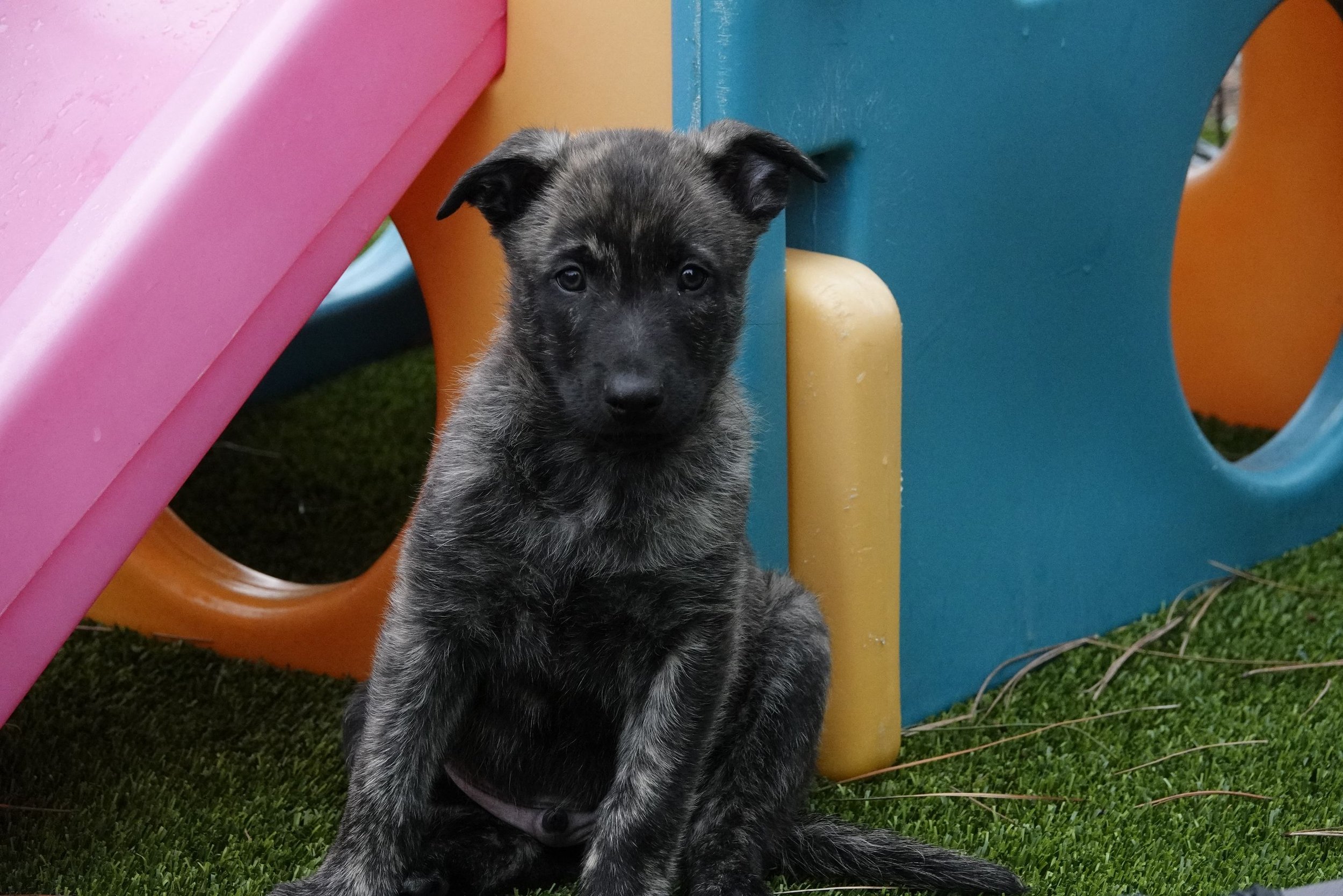 Green_7weeks6_sm.jpg